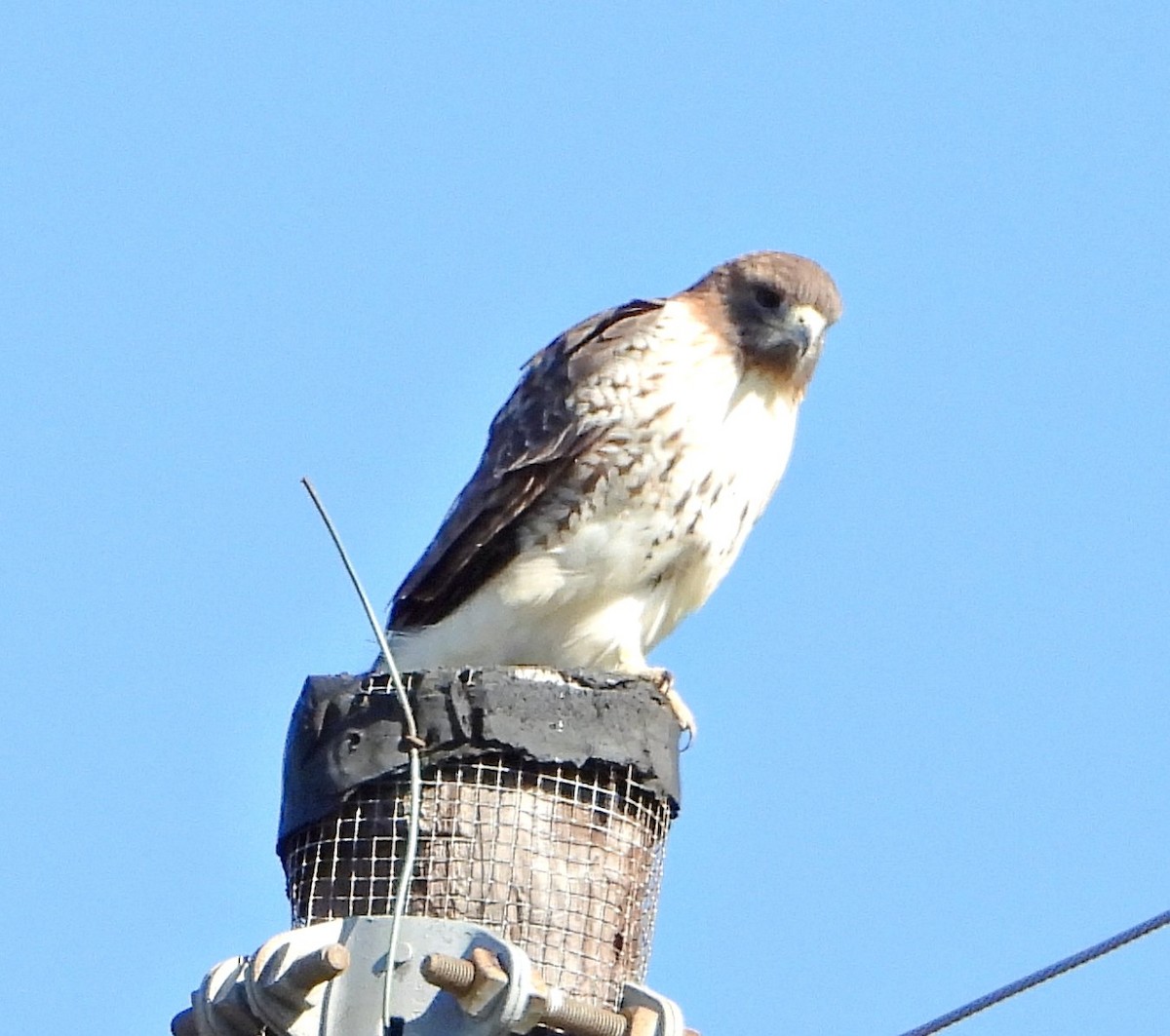 Red-tailed Hawk - ML645072109