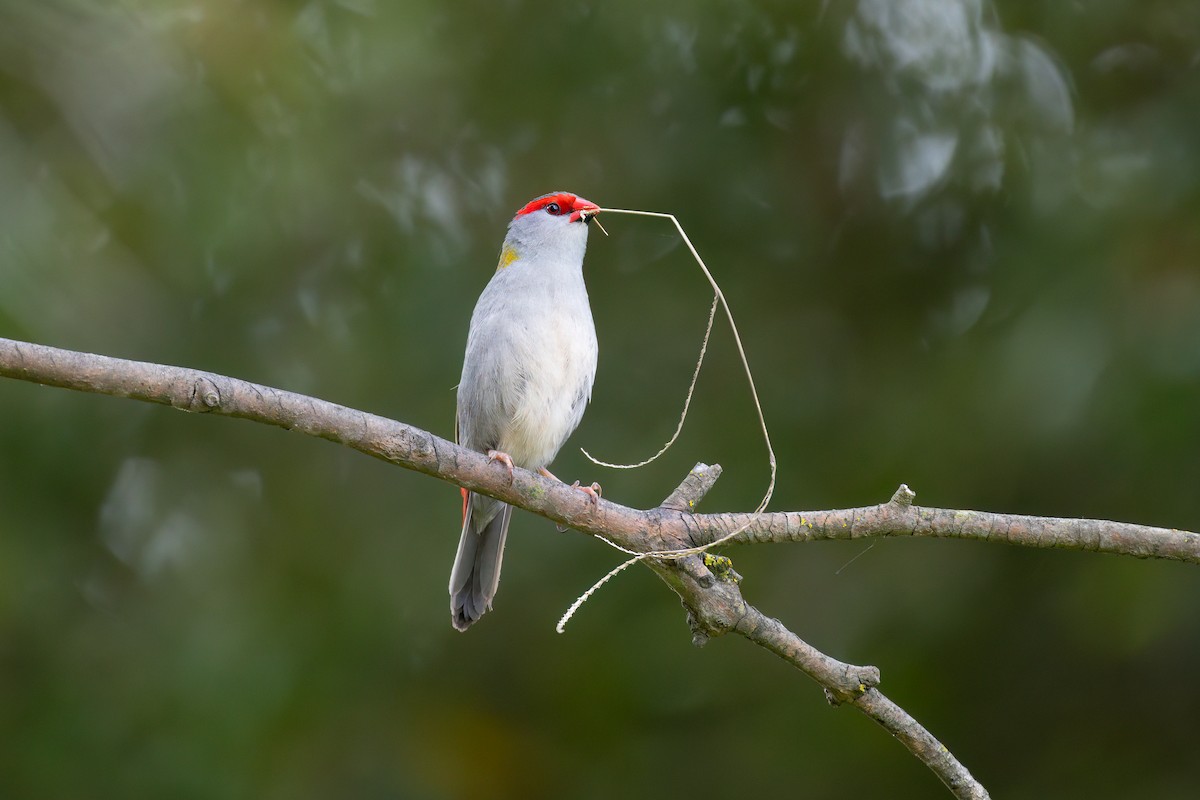 Red-browed Firetail - ML645072114