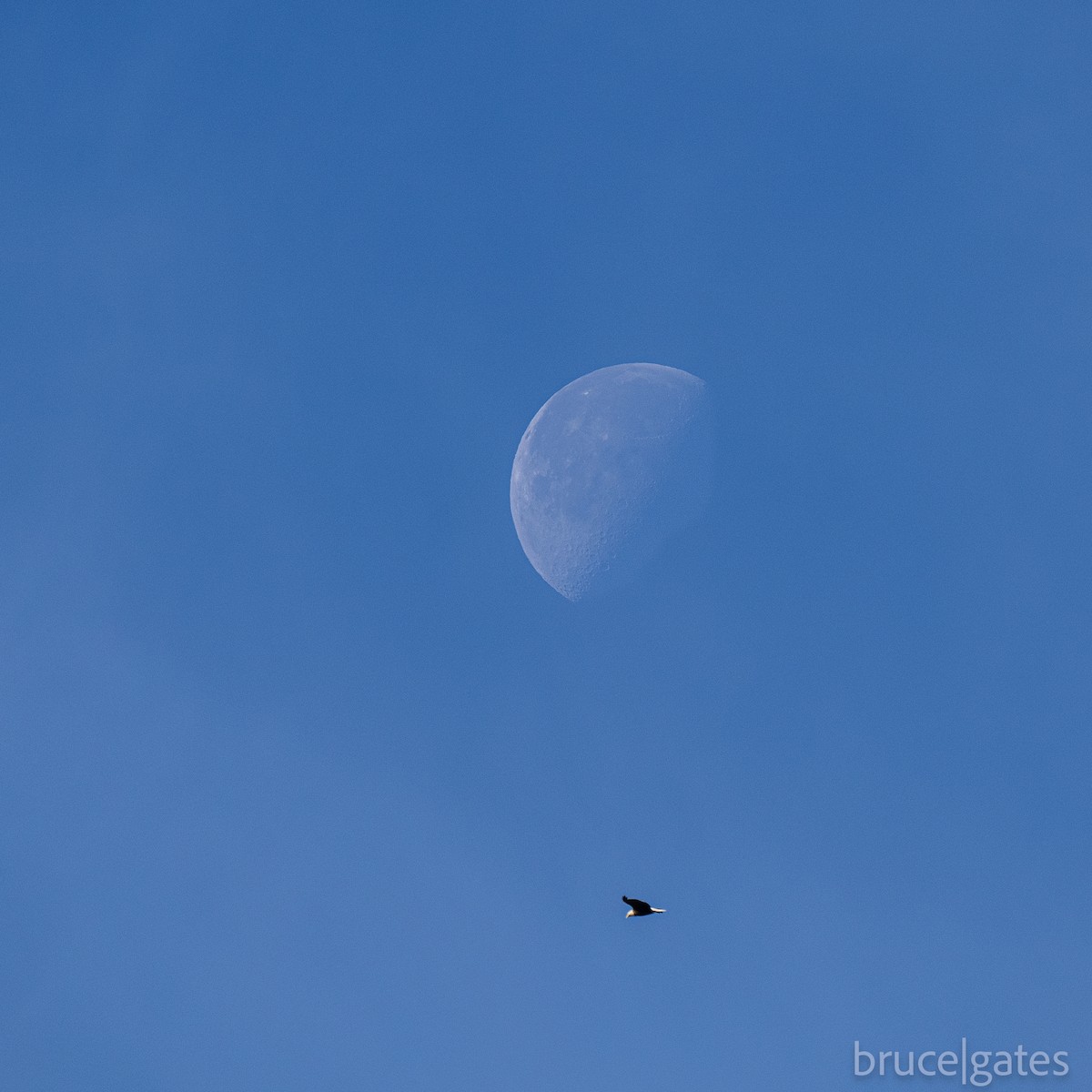 Bald Eagle - ML645072120