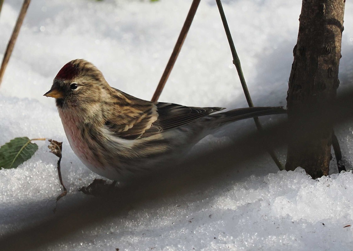 Redpoll - ML645072121