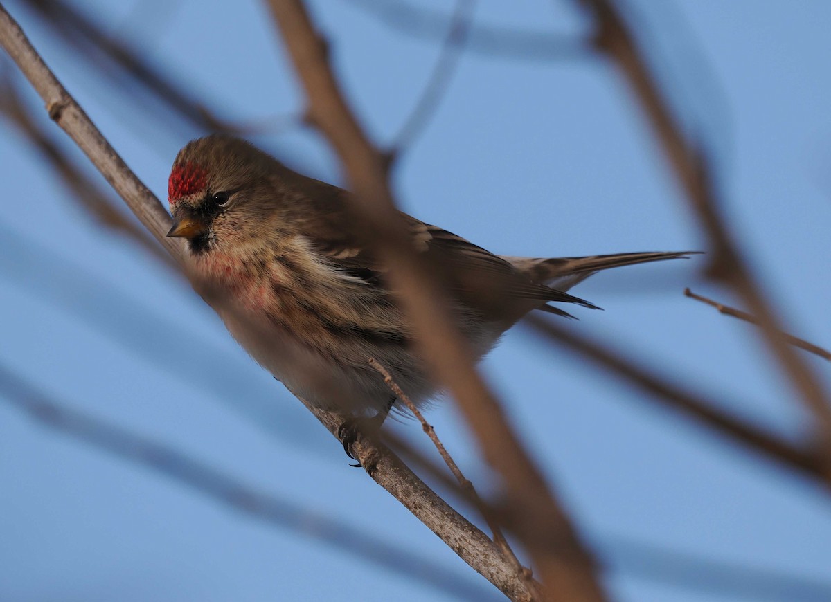 Redpoll - ML645072122