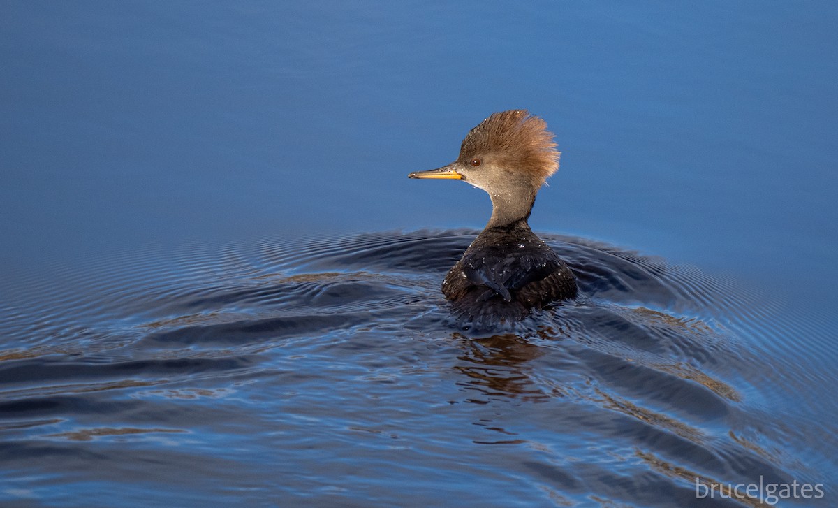 Hooded Merganser - ML645072123