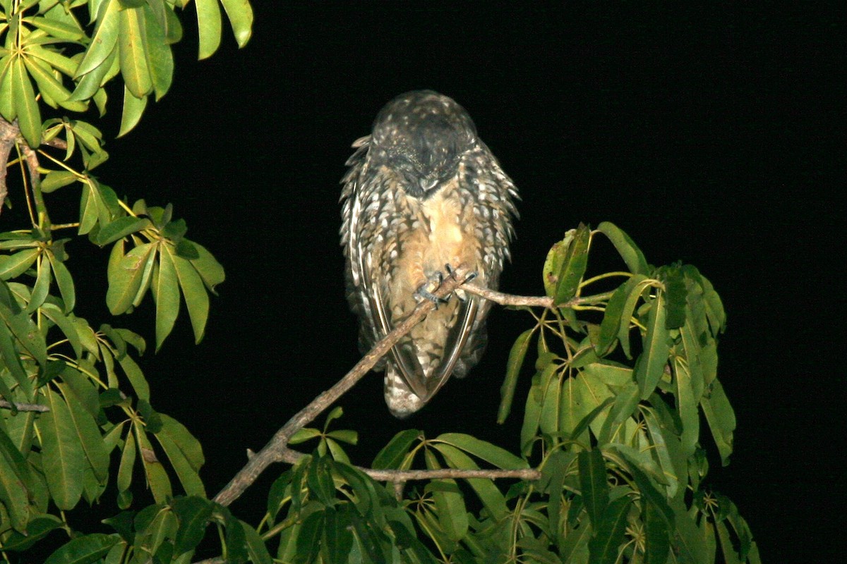 Stygian Owl - ML645072136