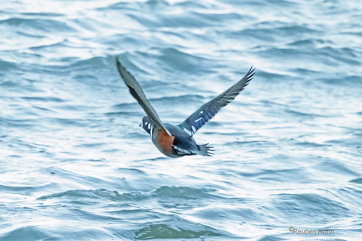 Ahate arlekina - ML645072144