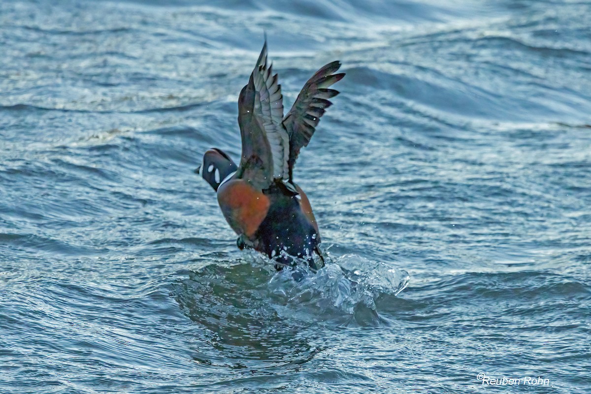 Ahate arlekina - ML645072145