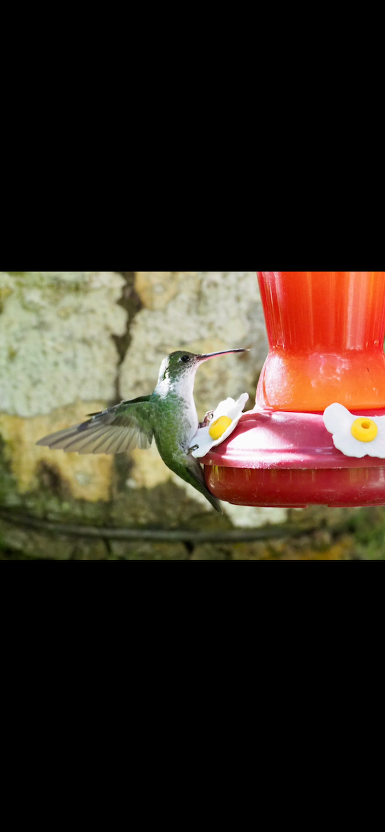 Green-and-white Hummingbird - ML645072146
