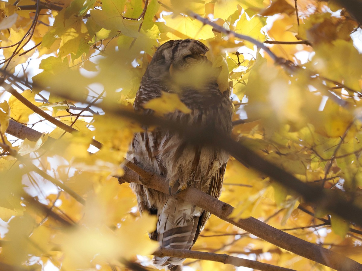 Barred Owl - ML645072148