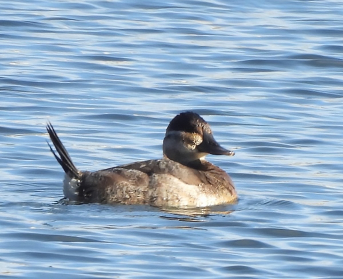 Ruddy Duck - ML645072150