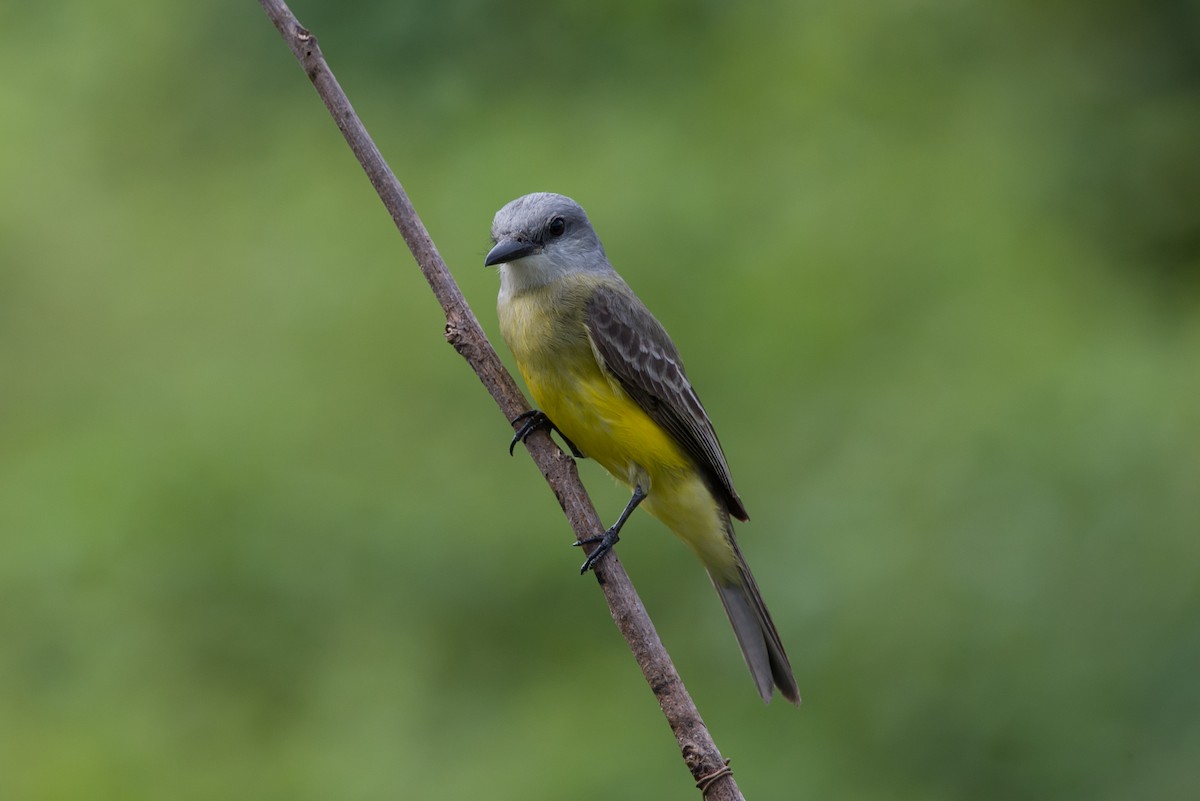 Tirano Melancólico - ML645072152