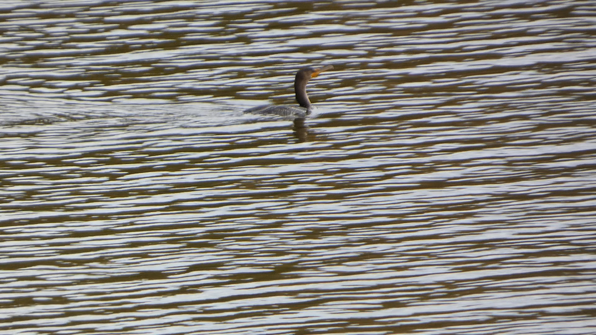 Double-crested Cormorant - ML645072153