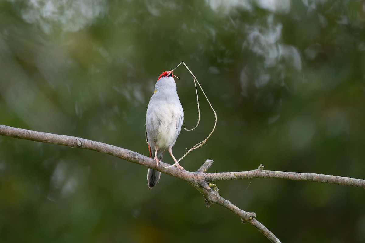 Red-browed Firetail - ML645072159