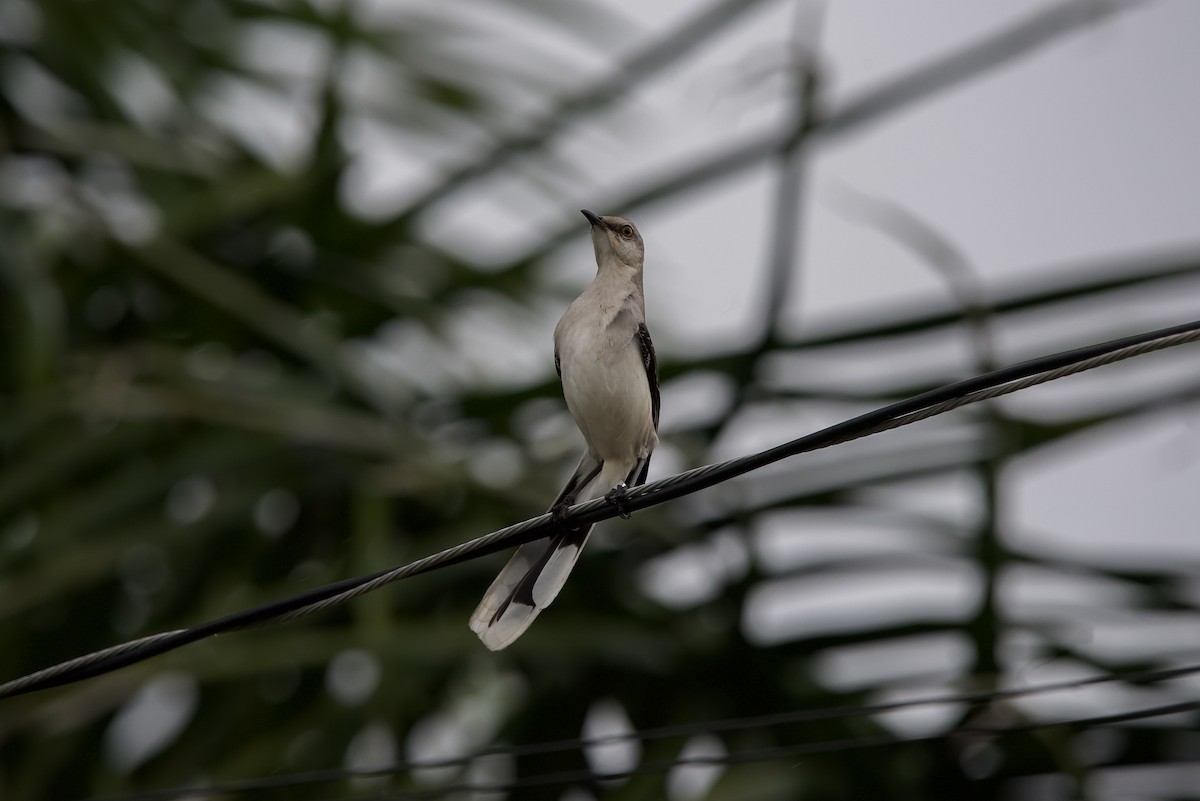 Tropikal Taklitçi - ML645072163