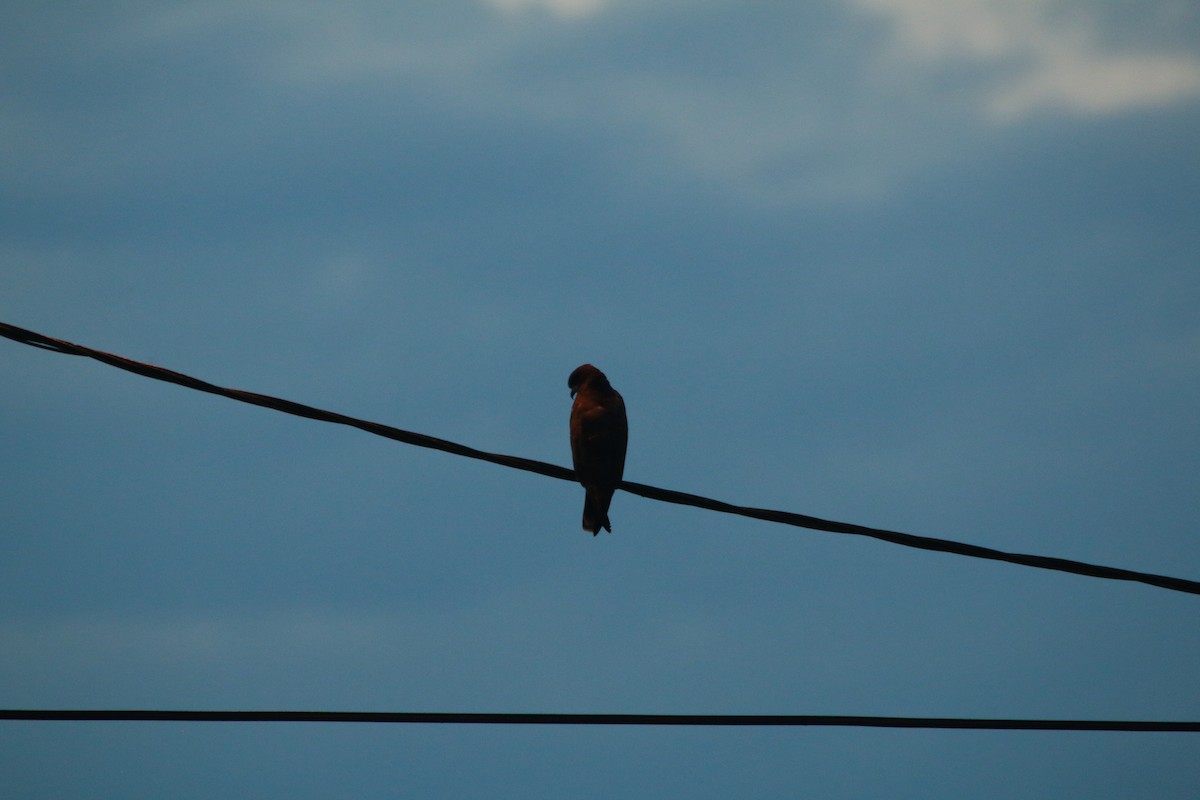 タニシトビ - ML645072164