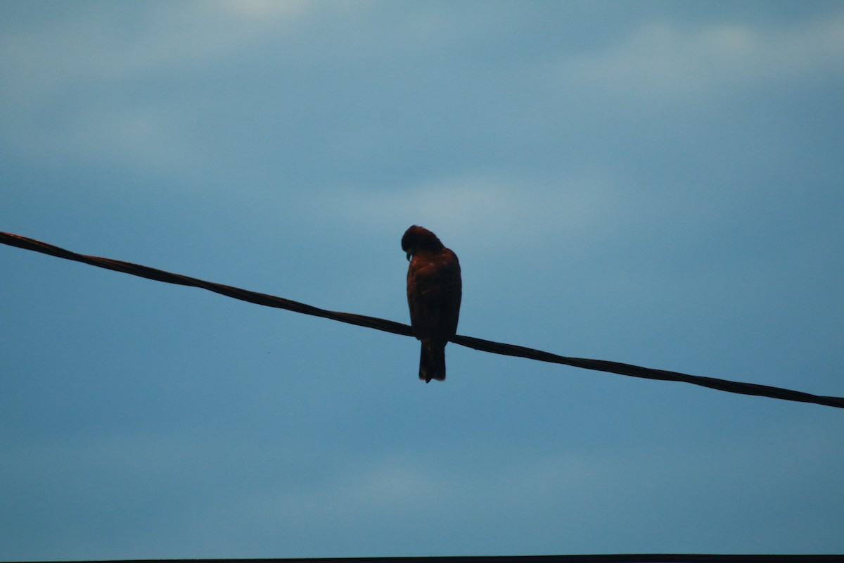 タニシトビ - ML645072165