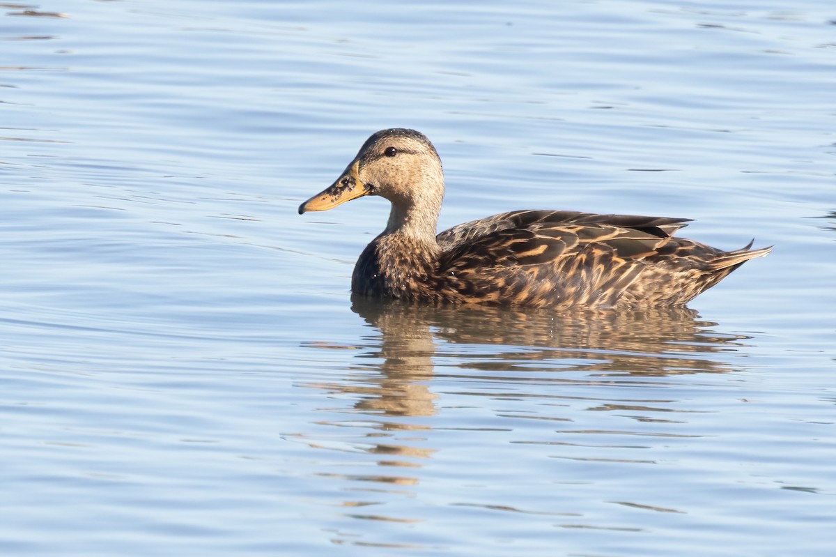 Mottled Duck - ML645072171