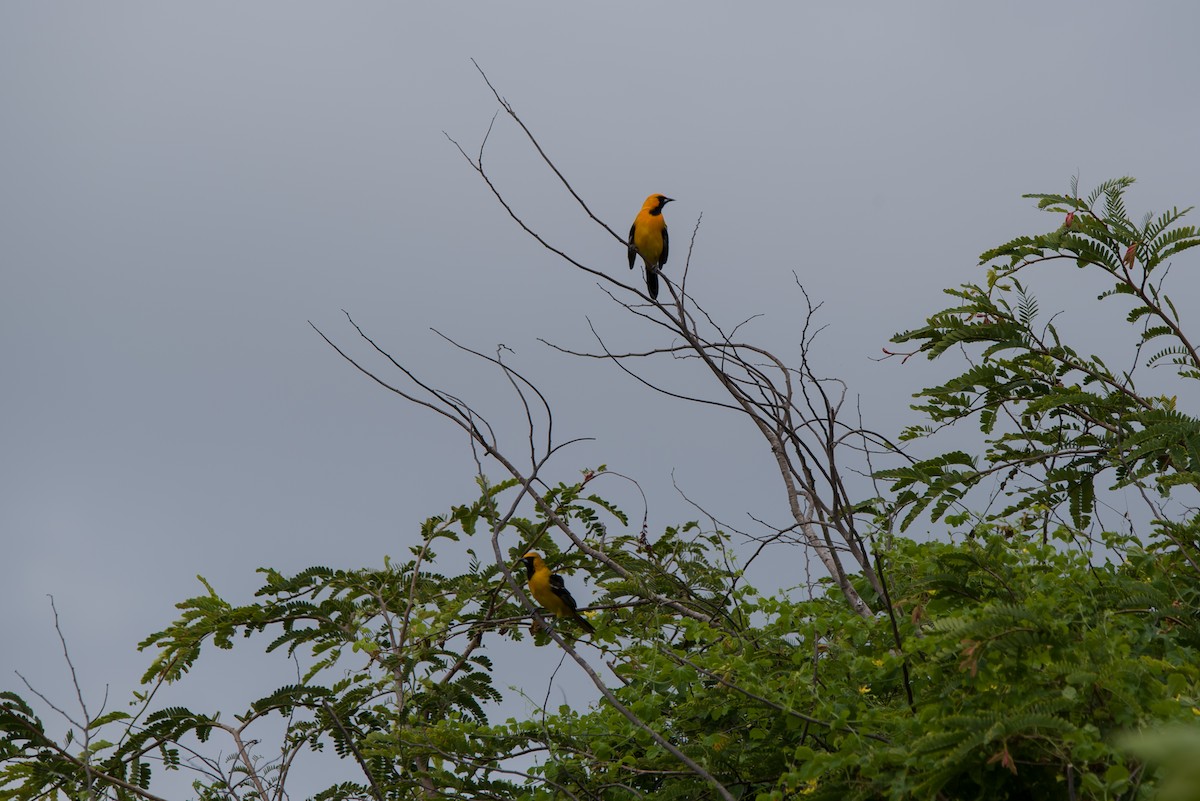 Turpial Enmascarado - ML645072172