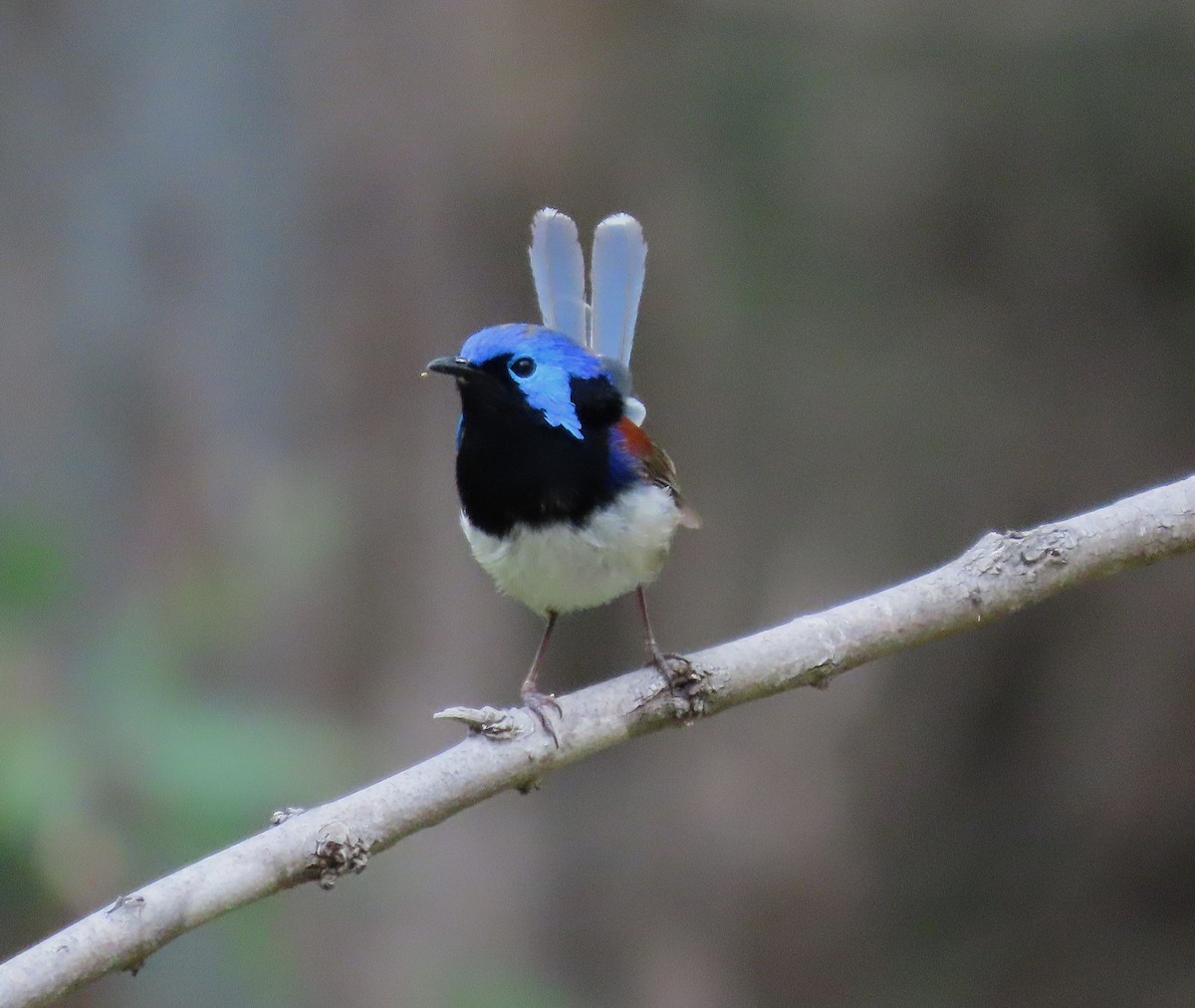 modropláštník fialovohřbetý (ssp. assimilis/bernieri) - ML645072177