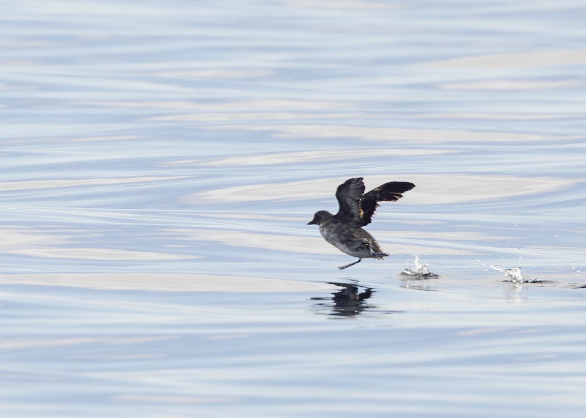 Cassin's Auklet - ML645072179