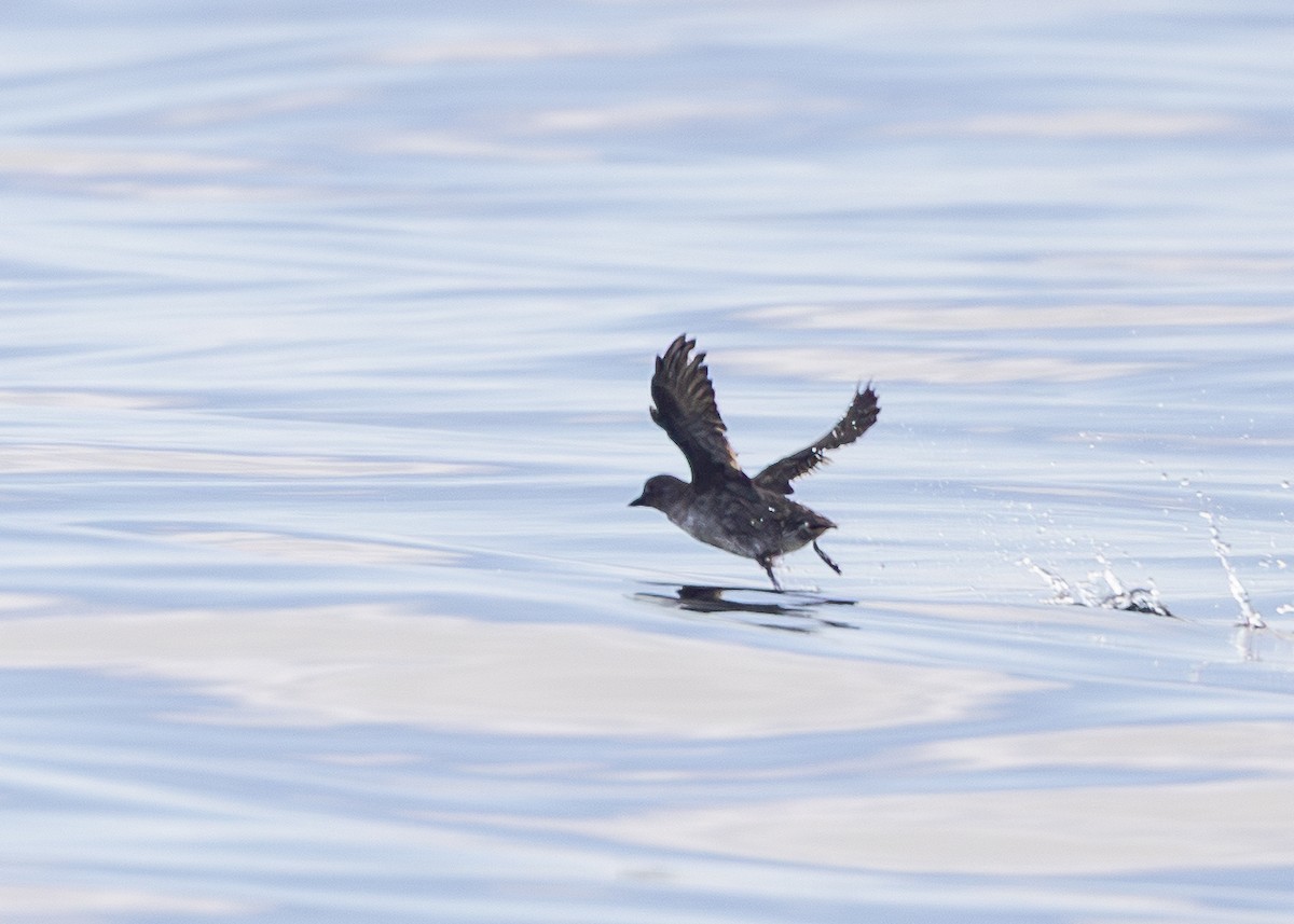 Cassin's Auklet - ML645072180