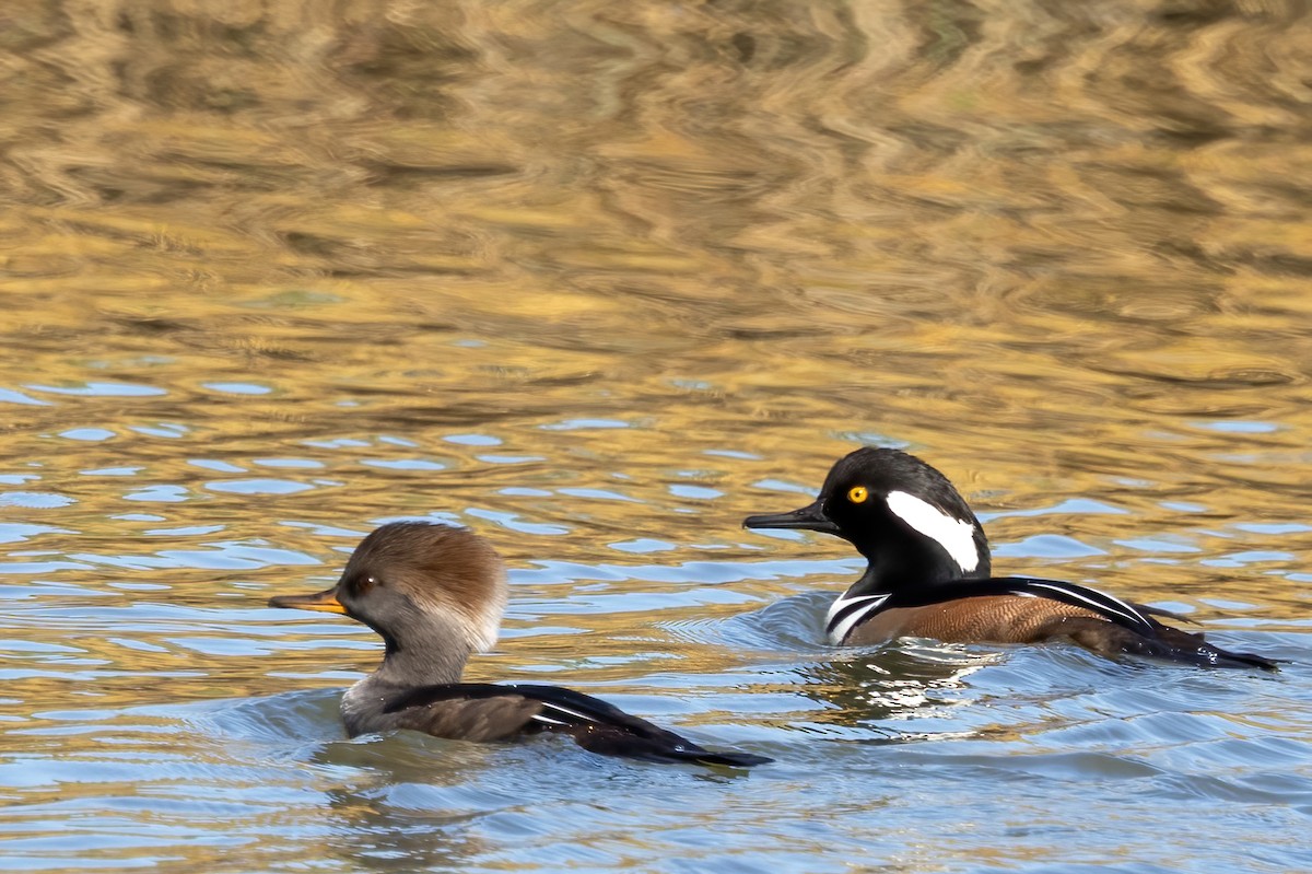 Hooded Merganser - ML645072182