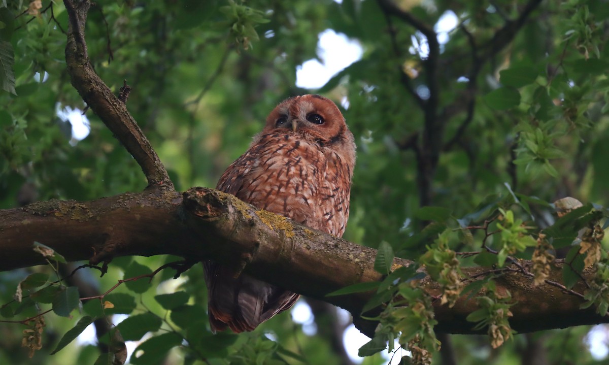 Chouette hulotte - ML645072186