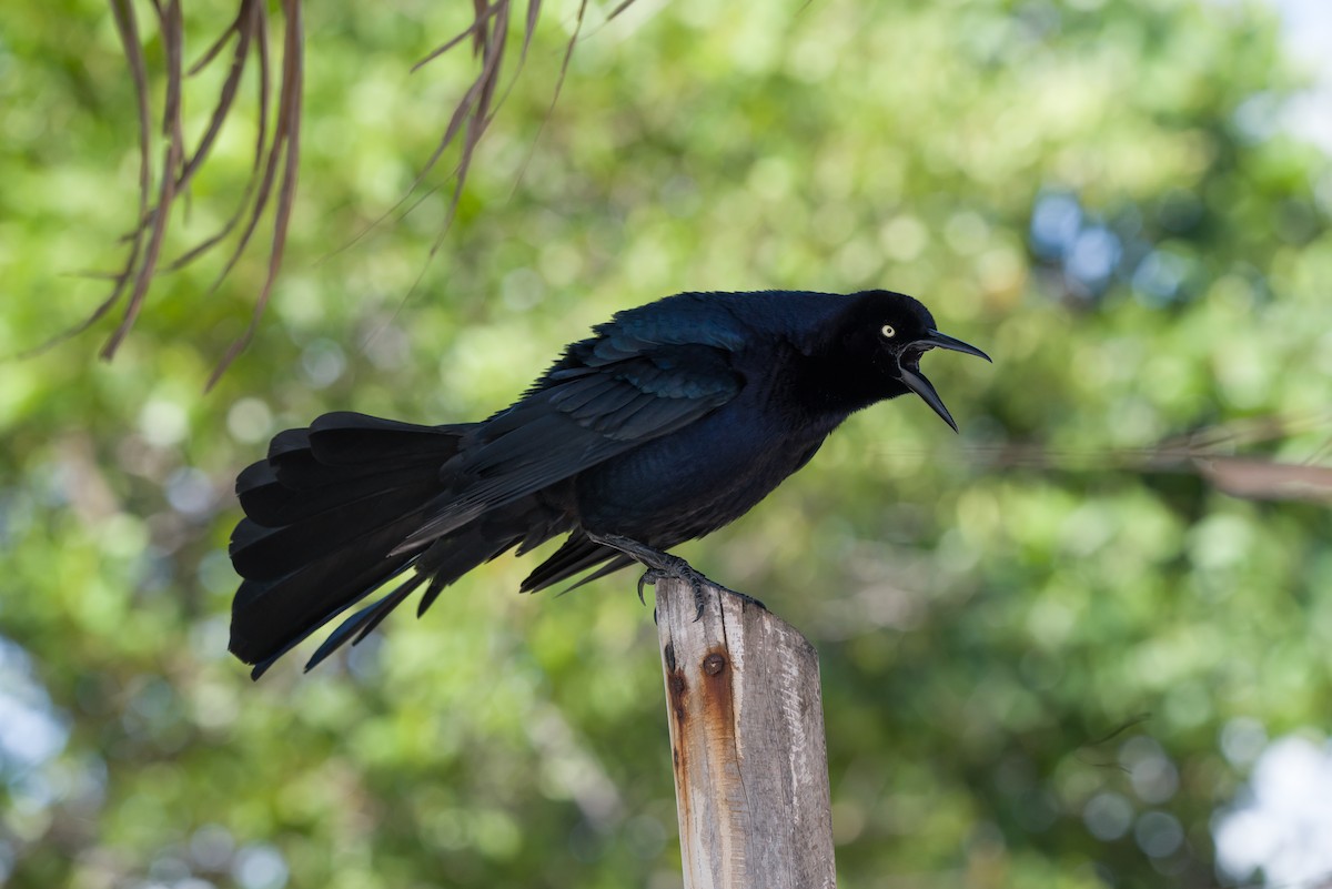 Great-tailed Grackle - ML645072190