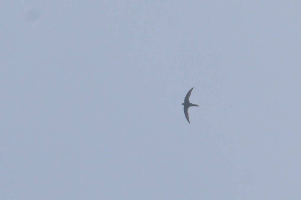 Asian Palm Swift - ML645072193