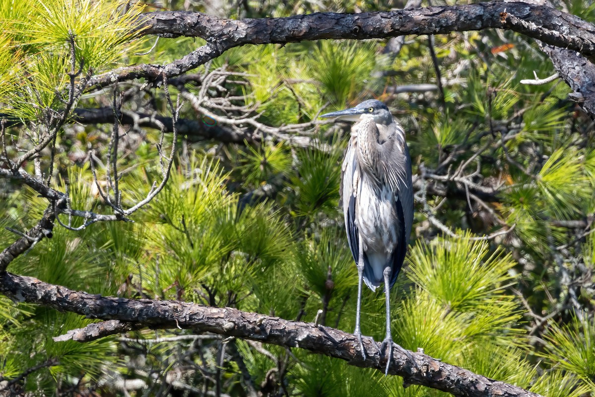 Great Blue Heron - ML645072198