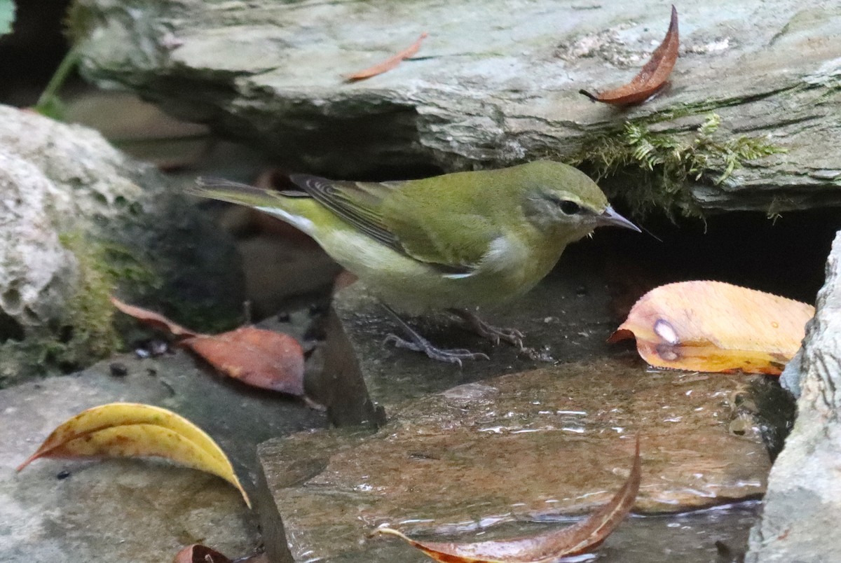 Tennessee Warbler - ML645072205