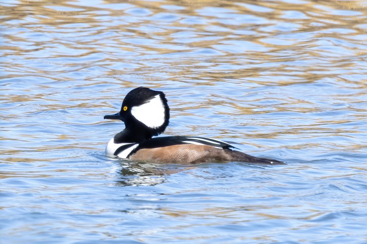 Hooded Merganser - ML645072216