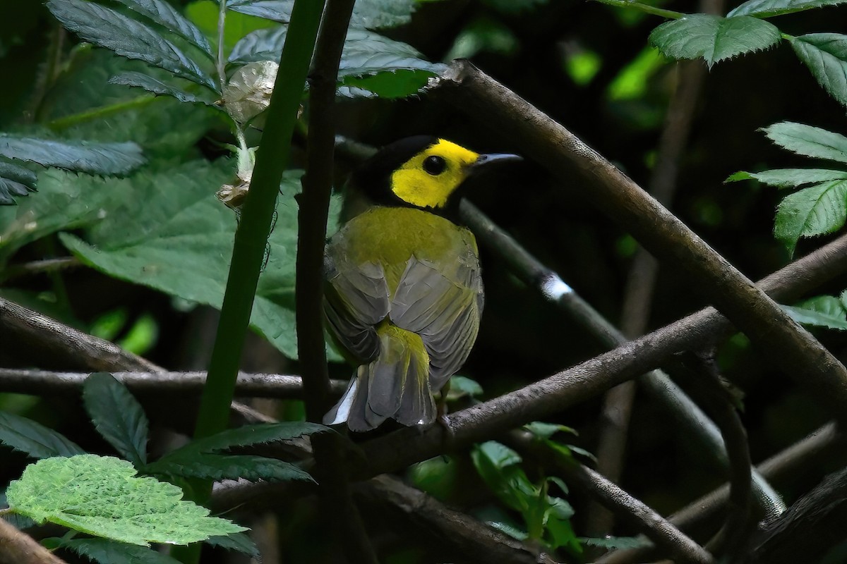 Болотянка чорногорла - ML645072220