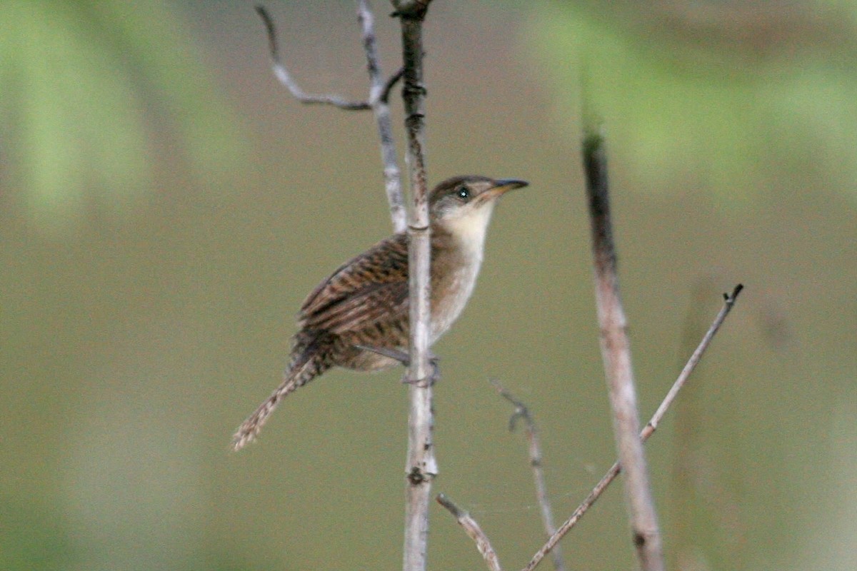 Kubazaunkönig - ML645072224