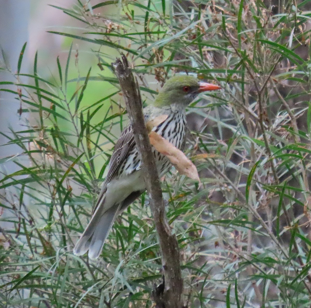 žluva olivovohřbetá - ML645072225