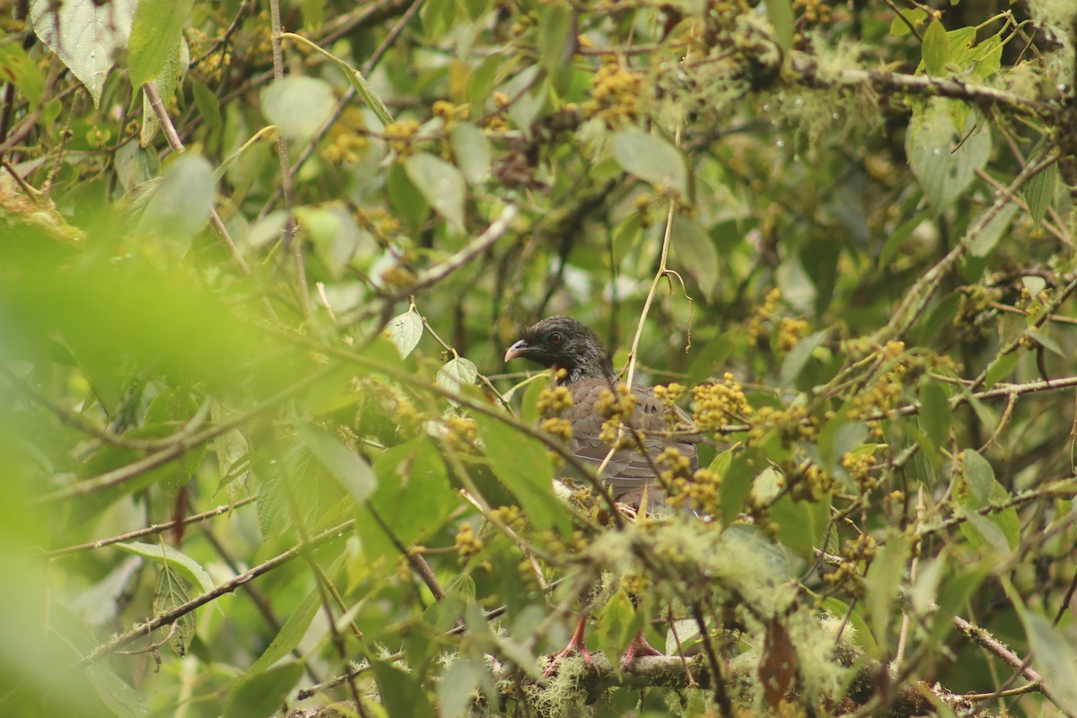 Пенелопа андська - ML645072227