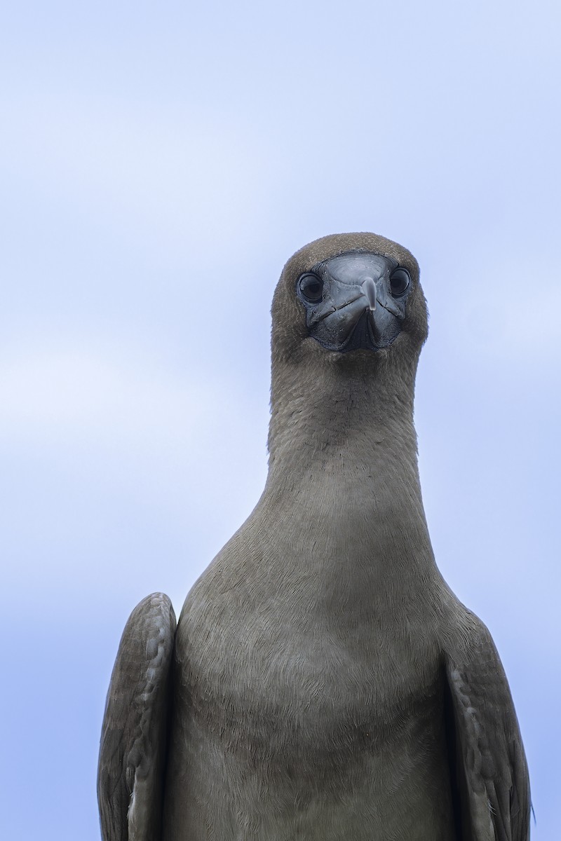 Rotfußtölpel (websteri) - ML645072230