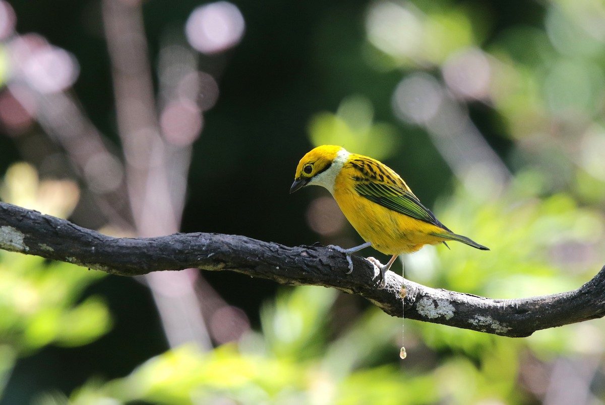 Silver-throated Tanager - ML645072235