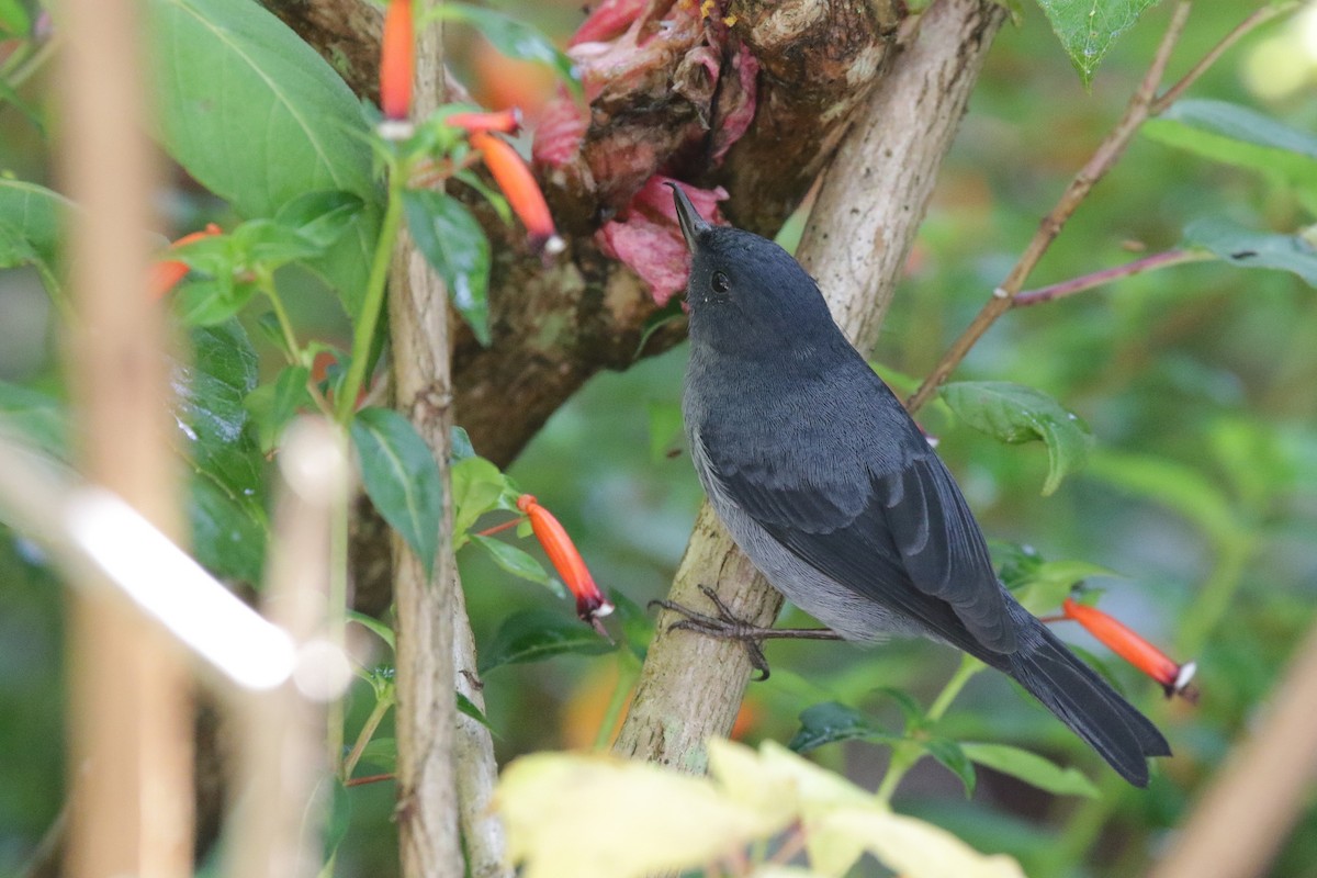 Slaty Flowerpiercer - ML645072241