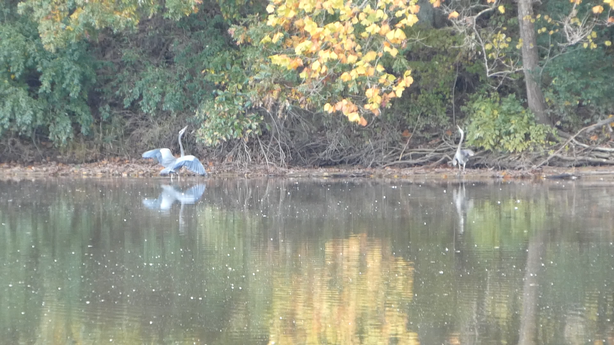 Great Blue Heron - ML645072242