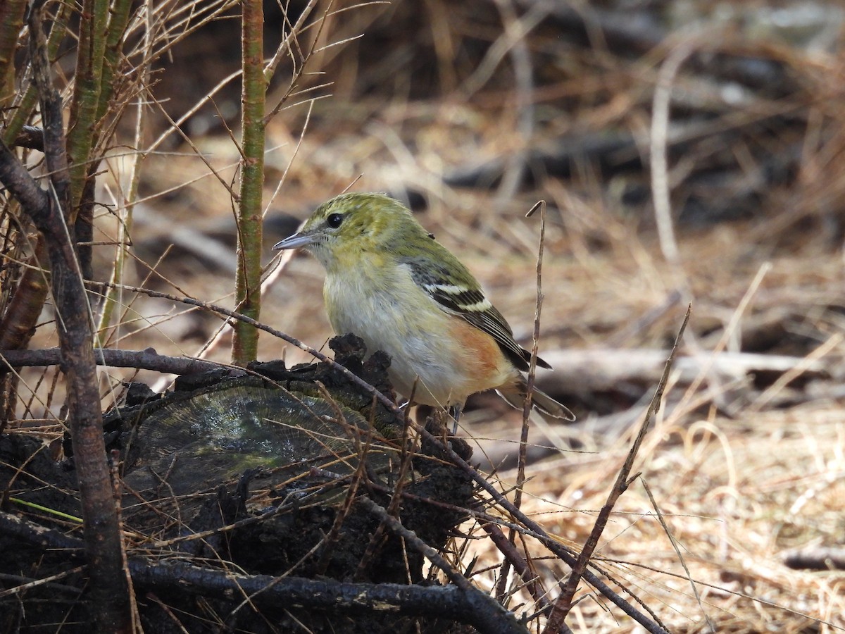 Пісняр-лісовик каштановий - ML645072244