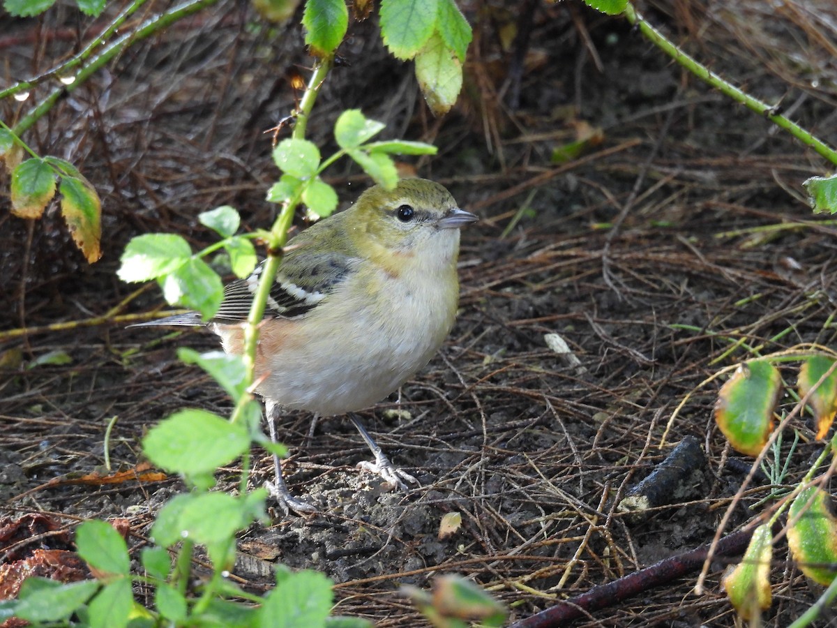 Пісняр-лісовик каштановий - ML645072245