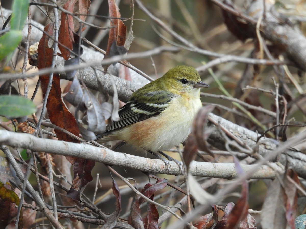 Пісняр-лісовик каштановий - ML645072246