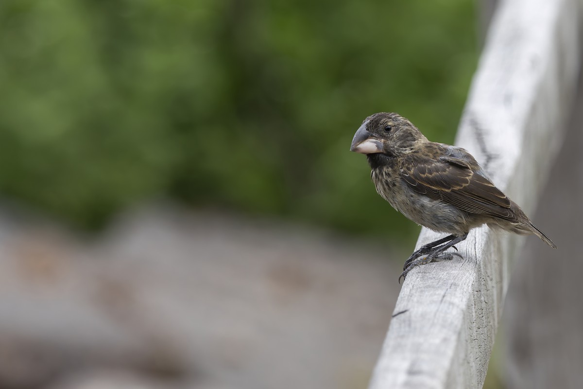 Large Ground-Finch - ML645072249