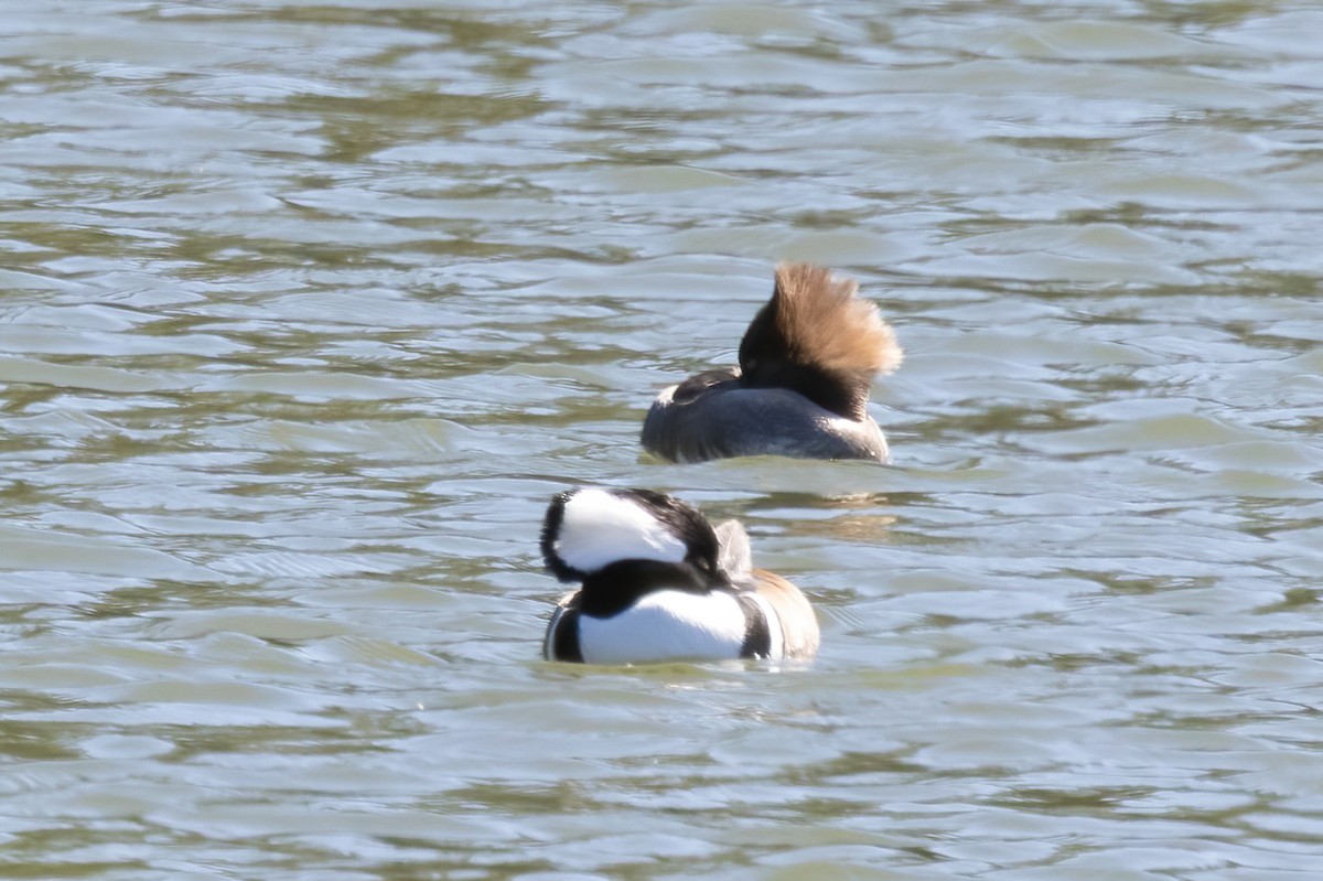 Hooded Merganser - ML645072260