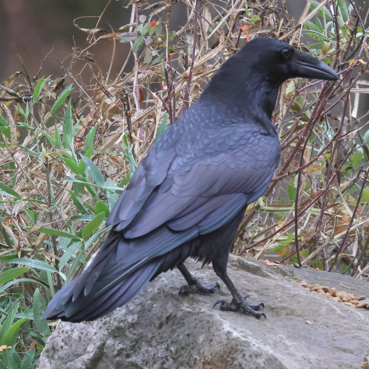 Kolkrabe - ML645072266