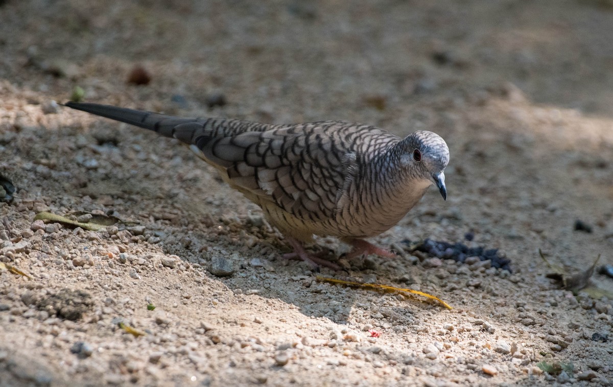 Inca Dove - ML645072279