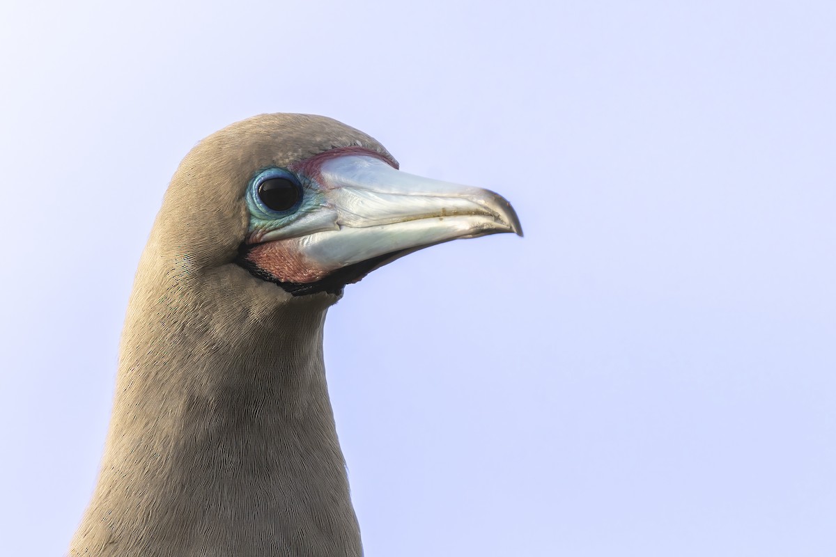 Rotfußtölpel (websteri) - ML645072283