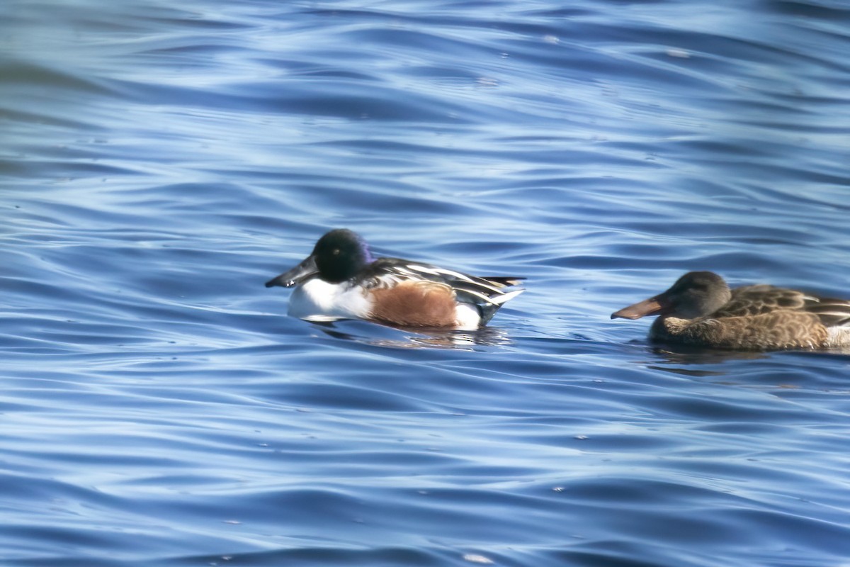 Northern Shoveler - ML645072284
