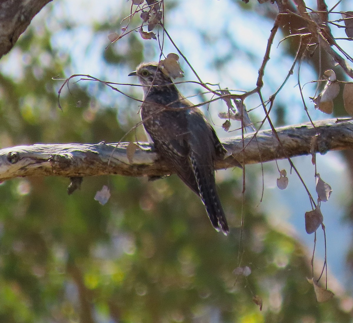 kukačka australská - ML645072289