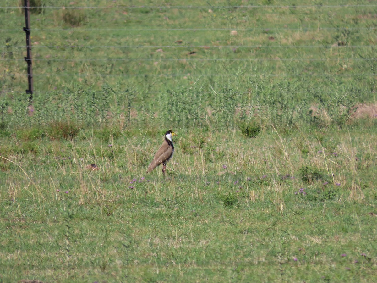 čejka australská (ssp. novaehollandiae) - ML645072306