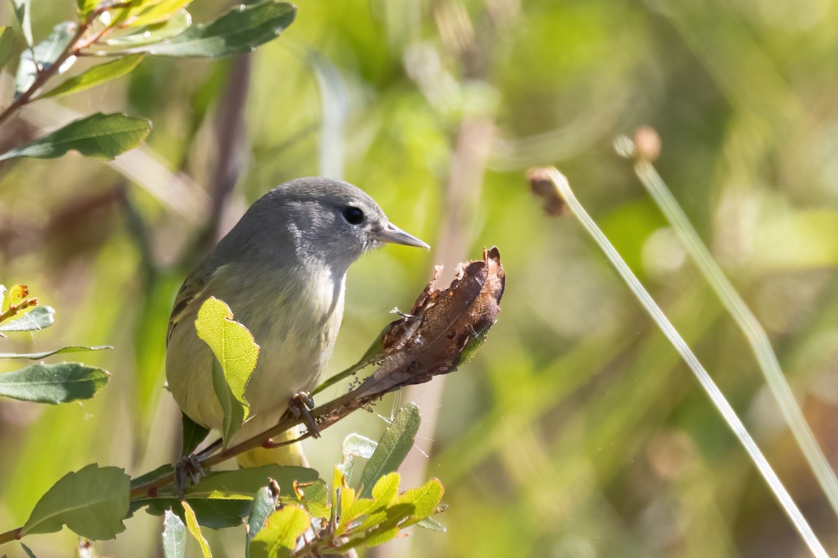 Orange-crowned Warbler - ML645072312